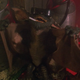 Image for article titled Gizmo Is Basically Jesus Christ, Right?: Revisiting Gremlins in Time for Christmas